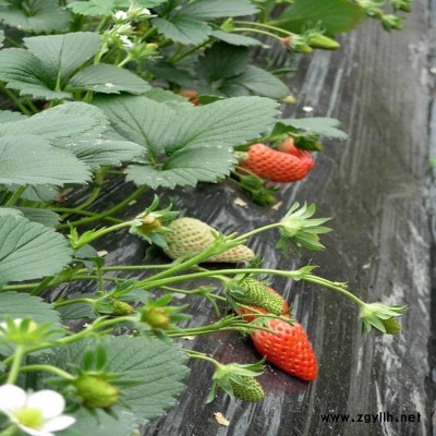阿鲁科尔沁旗皇冠一号草莓苗厂家价格