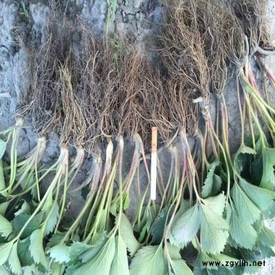 天桥蜀香草莓苗哪家好