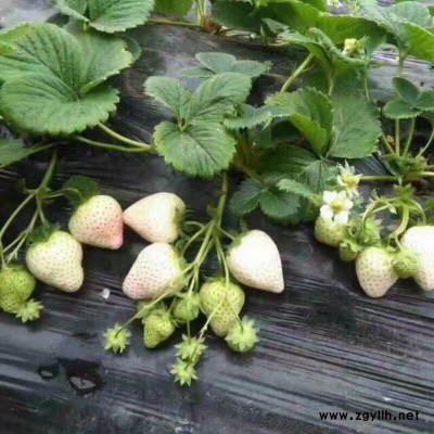 郁南越心草莓苗一亩产量多少