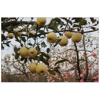 本溪烟3号苹果苗厂家电话