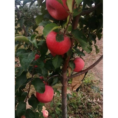 牡丹M9t337苹果苗价格一览表