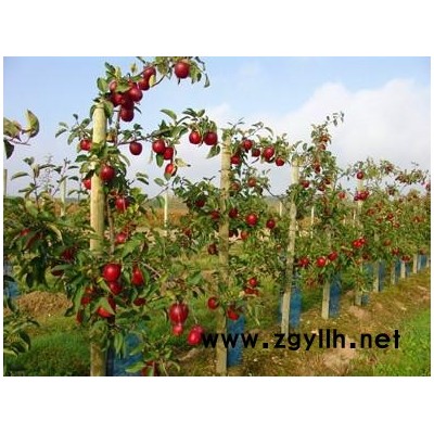 东乡族自治柱状苹果苗大量批发价格