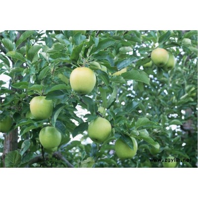 榆阳蜜脆苹果苗批发价格