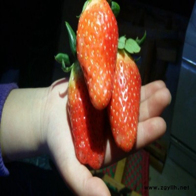 彭山牛奶草莓苗培育基地