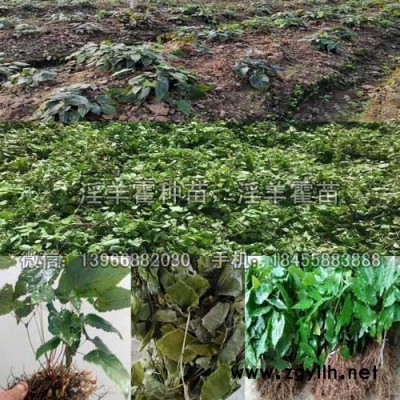 野生驯化淫羊藿苗种植GAP基地,淫羊藿种苗价格批发厂家