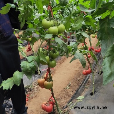 精品大果西红柿品种 硬粉番茄种子 亮粉番茄种子价格