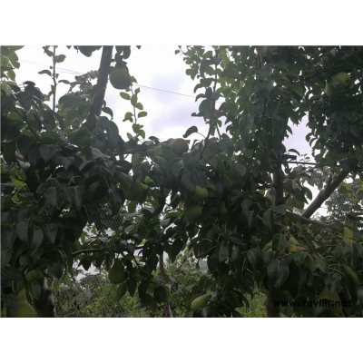 晋城哪里有红香酥梨苗,黑梨苗有哪些优势