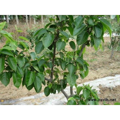 吴忠哪里有夏玉梨苗,绿宝石梨苗市场报价