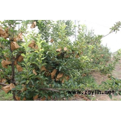 徐州嫁接苹果苗电话有哪些优势