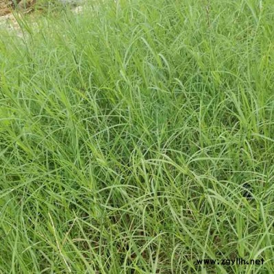 广东广州狗牙根草籽草坪种子球场庭院护坡种子不修剪耐践踏百慕大批发