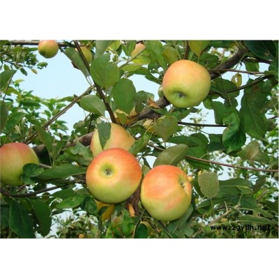 贺州柱状苹果苗查看价格优惠