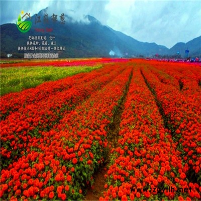 毕节花海项目案例专业花海图1