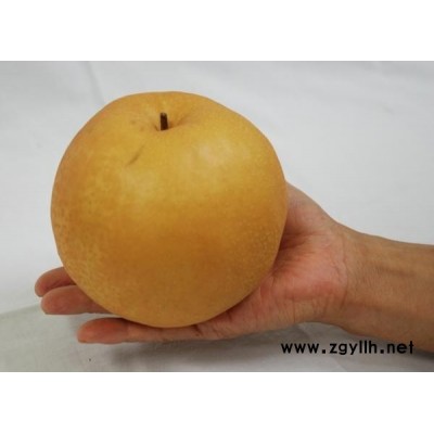 漳州哪里有早美酥梨苗,全红梨梨苗值得信赖