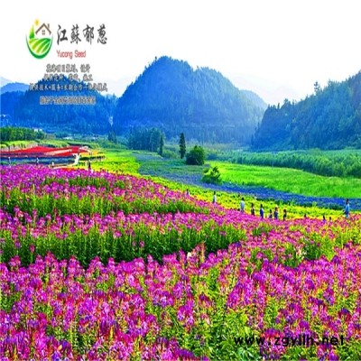 山西省晋中市春季花海策划效果免费设计
