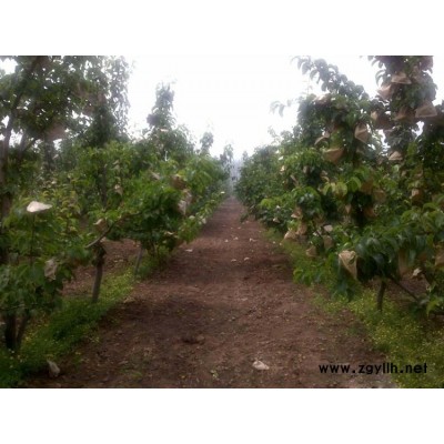 佛山哪里有红宝石梨苗,鄂梨2号梨苗电话