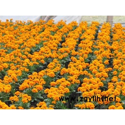 上海哪里可以买到质量高价格低的金盏菊2019年上海金盏菊价格多少