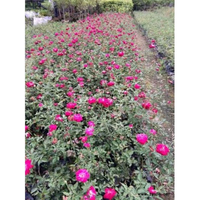 河北现货销售丰花月季 货源足 价格实惠
