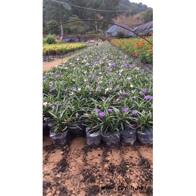 在广西优质的绿化苗蓝花莉哪家苗木场价格低