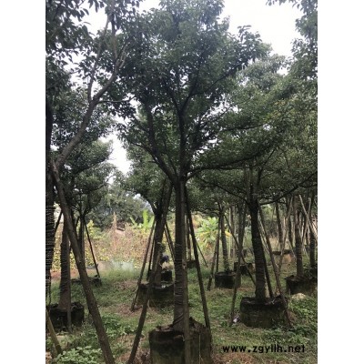 漳州市本地苗圃基地常年供应香樟物美价廉