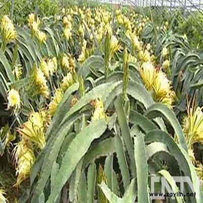 运河自花授粉火龙果苗今年行情