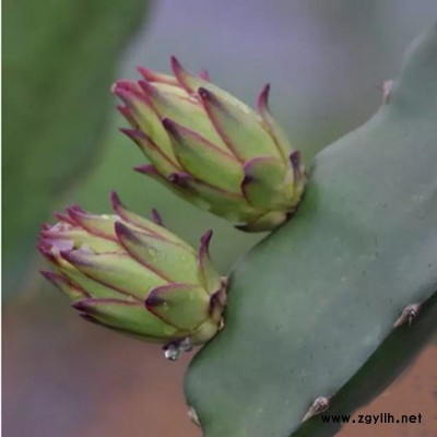 崇信人工授粉火龙果苗哪里有卖