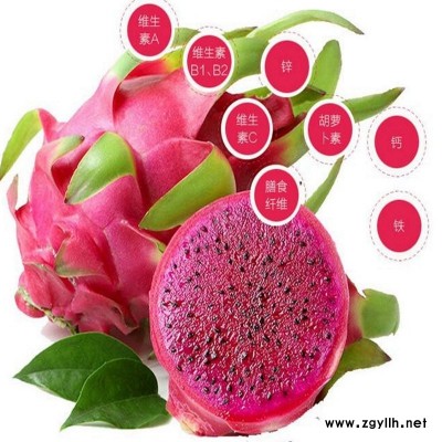 昌宁异花授粉火龙果苗诚信商家？