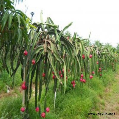 鼓楼台湾大红火龙果苗种植管理
