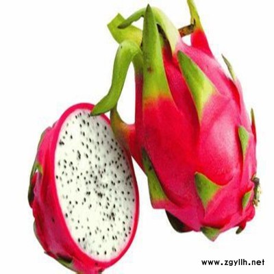 樟树自产自销火龙果苗什么地方有卖