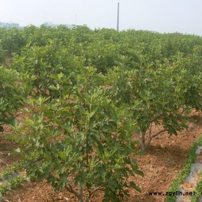 应城矮化无花果苗值得信赖