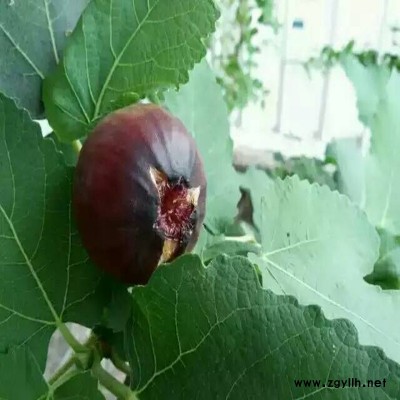 准格尔旗优质无花果苗大量供应