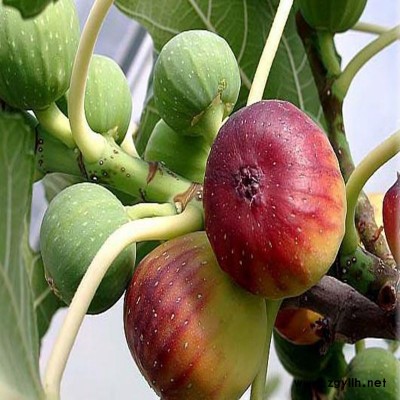 武定扦插无花果苗种植基地