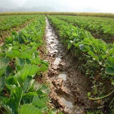 定南京桃香草莓苗免费咨询