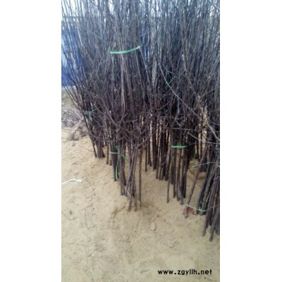 惠阳烟3号苹果苗哪里卖