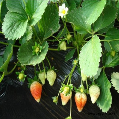 张湾易成活草莓苗农户直销