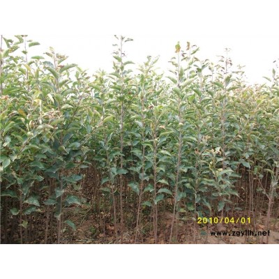 大理专业培育苹果苗订苗热线