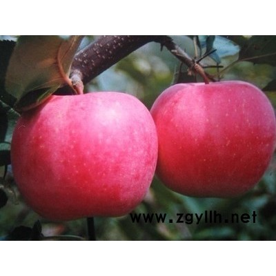 章丘烟8号苹果苗市场报价