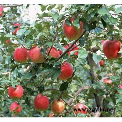 赤壁高产苹果苗以客为尊