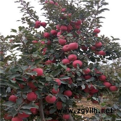 龙泉驿中秋王苹果苗信息推荐