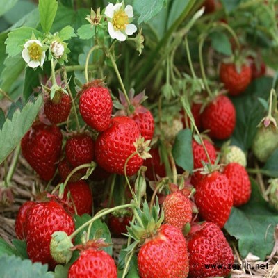 太谷桃薰草莓苗优惠