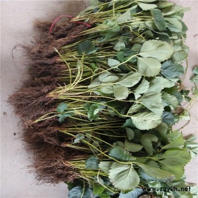 石门四季草莓苗特价批发