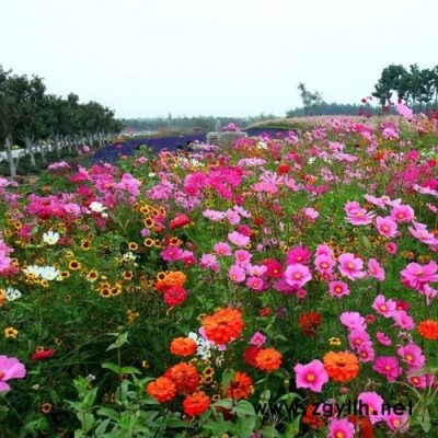 休闲山庄适合种植什么花种？