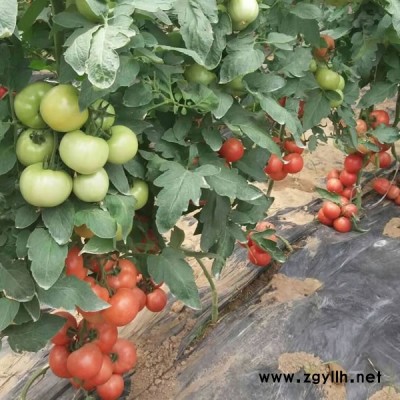 山东省越夏高产番茄种子，早熟硬粉番茄种子，高产西红柿品种