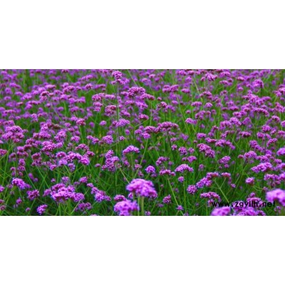 马鞭草花种批发