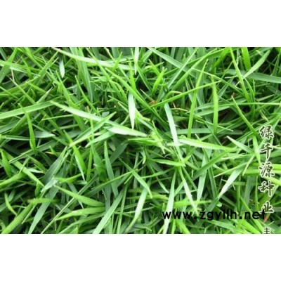 狗牙根草籽草种是不是一年四季都可以播种？