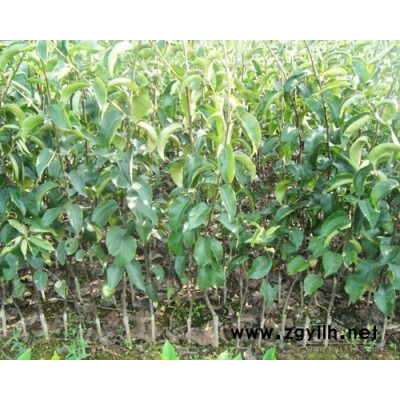 西安哪里有金阳蜜2号梨苗,热销梨苗种植技巧