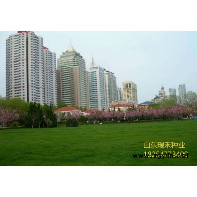 绿化草坪种子批发价格山体护坡