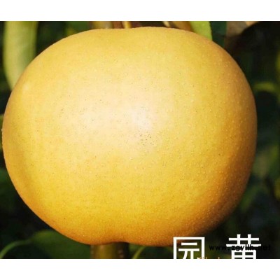 贺州哪里有秋月梨苗,若光梨苗厂家批发