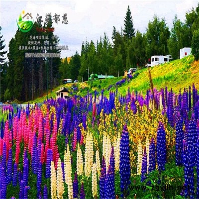 广西柳州市春季花海设计公司免费设计图1
