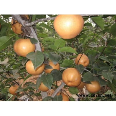 昭通哪里有红宝石梨苗,早红考蜜斯梨苗种植技巧