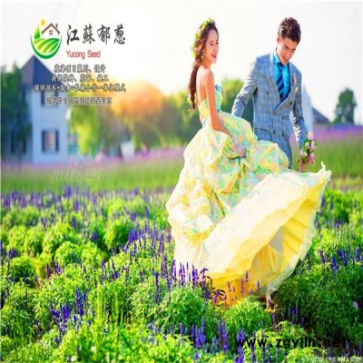 枣庄市春季花海策划效果免费设计